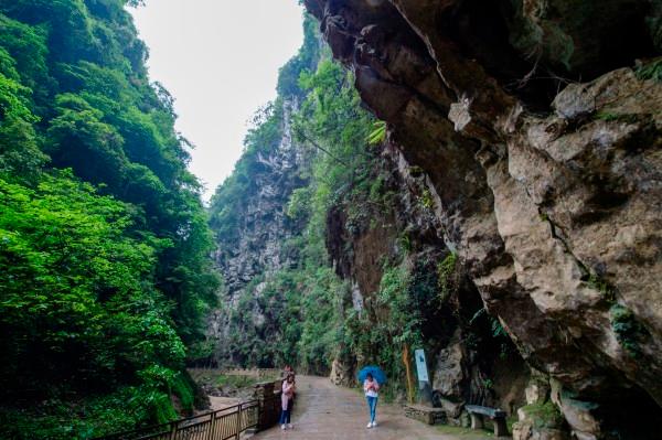 除虫大师